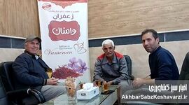 زعفران کم‌آب و سالم وامنان؛ الگویی موفق از کشاورزی پایدار در شرق گلستان+ ویدئو