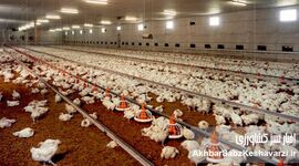 صنعت مرغداری در آستانه نابودی
