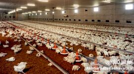 صنعت مرغداری در آستانه نابودی