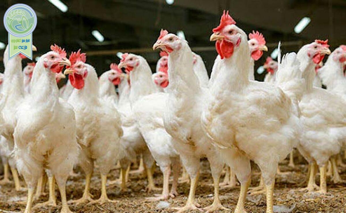 مرغ آرین سرمایه‌ای ملی است

