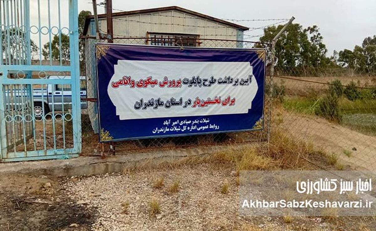 طرح‌های پرورش میگو در استان مازندران؛ در انتظار حمایت‌های مالی و تسهیلات