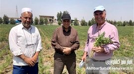 کشت نخود دیم در گلستان: راهکار بی‌خاک‌ورزی، کلید موفقیت در دل خشکی+ ویدئو