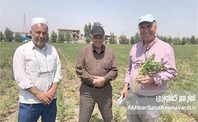 کشت نخود دیم در گلستان: راهکار بی‌خاک‌ورزی، کلید موفقیت در دل خشکی+ ویدئو