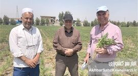 کشت نخود دیم در گلستان: راهکار بی‌خاک‌ورزی، کلید موفقیت در دل خشکی+ ویدئو