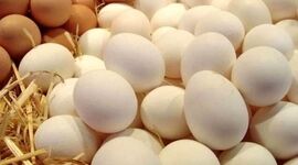 تخم مرغ ارزان شد؟

