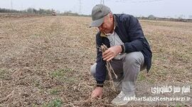 کشاورزی حفاظتی از لحظه برداشت آغاز می‌شود؛ نقش مدیریت بقایا در پایداری خاک+ ویدئو