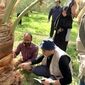فائو برای مقابله با آفات و بیماری‌های نخل در ایران وارد عمل شد