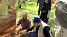 فائو برای مقابله با آفات و بیماری‌های نخل در ایران وارد عمل شد