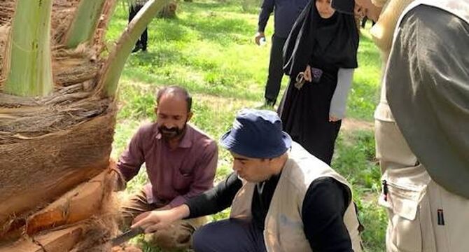 فائو برای مقابله با آفات و بیماری‌های نخل در ایران وارد عمل شد