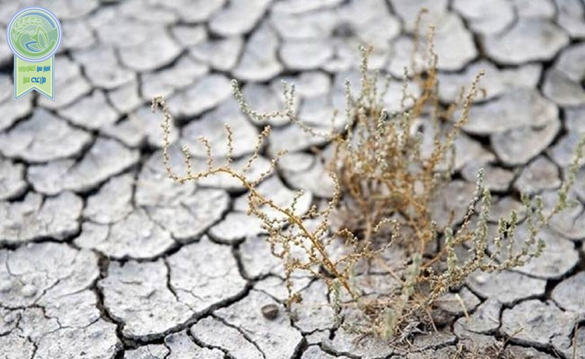 فرسایش خاک بلای جان کشاورزی


