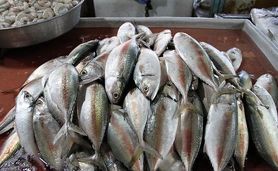 ​قیمت انواع ماهی ۱۷ اسفند ۱۴۰۲

