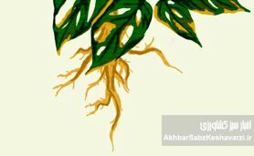 جلوگیری از پوسیدگی ریشه گیاهان گلدانی/ بخش دوم و پایانی