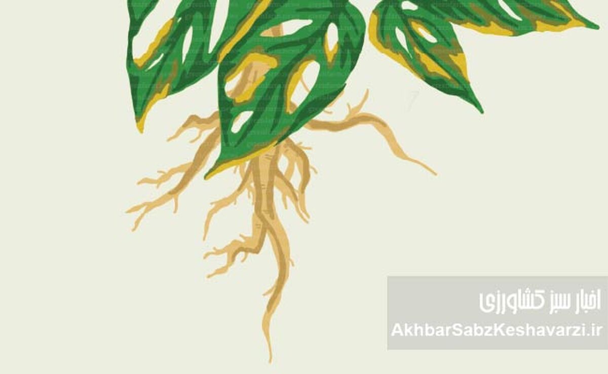 جلوگیری از پوسیدگی ریشه گیاهان گلدانی