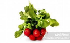تربچه هم میوه شد: نگاهی به ریشه‌های افزایش قیمت تربچه!