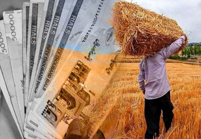 تأخیر مطالبات گندمکاران، خرید تضمینی و کشت پاییزه را تهدید کرد