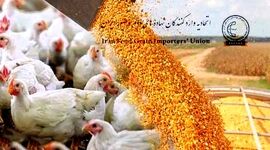 هشدار؛ مانع روند افزایشی قیمت مواد پروتئینی بشوید