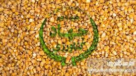 محاکمه وزیر در دادگاه دامداران بی علوفه؛ آقای وزیر امنیت غذایی برای شما اهمیت دارد؟