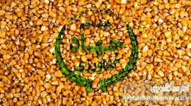 محاکمه وزیر در دادگاه دامداران بی علوفه؛ آقای وزیر امنیت غذایی برای شما اهمیت دارد؟