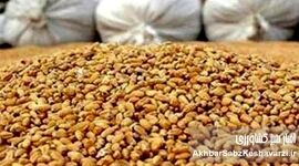اختفا و امتناع از عرضه ۶۷۰۷ تن نهاده دامی وارداتی جو؛ جریمه ۷۵ میلیارد تومانی