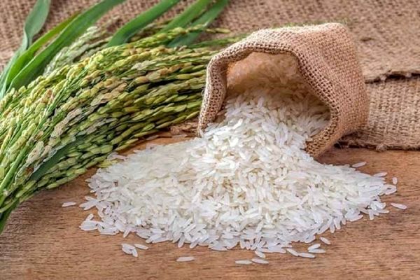توسعه کشت ارقام برنج کلید دستبابی به خودکفایی و امنیت غذایی

