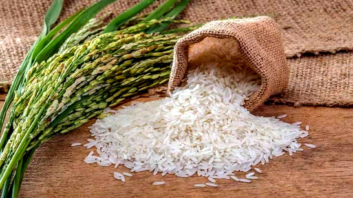 توسعه کشت ارقام برنج کلید دستبابی به خودکفایی و امنیت غذایی

