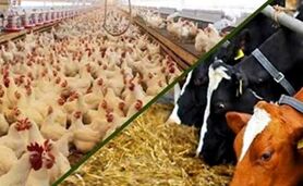 ​قیمت روز گوشت قرمز در ۷ بهمن ۱۴۰۲+جدول

