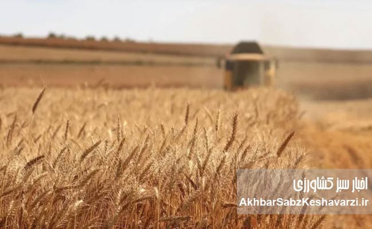 گندم آبی و دیم در ایران؛ بیمه فراگیر با سود 50درصدافزایشی