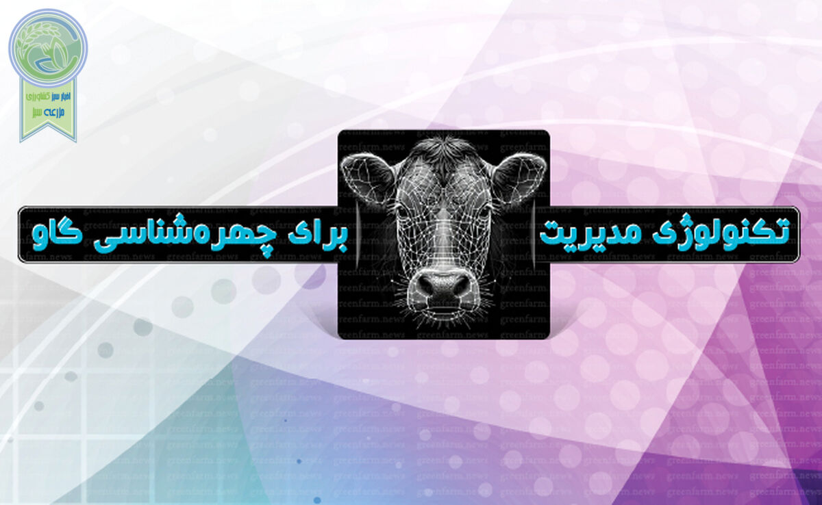 تکنولوژی مدیریت برای چهره‌شناسی گاو

