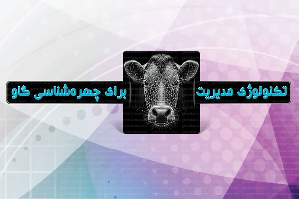 تکنولوژی مدیریت برای چهره‌شناسی گاو

