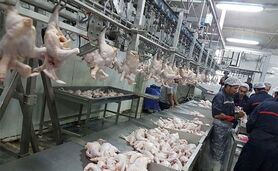 چگونگی غلبه تولید داخلی مرغ و تخم‌مرغ بر مصرف در ماه‌های اخیر

