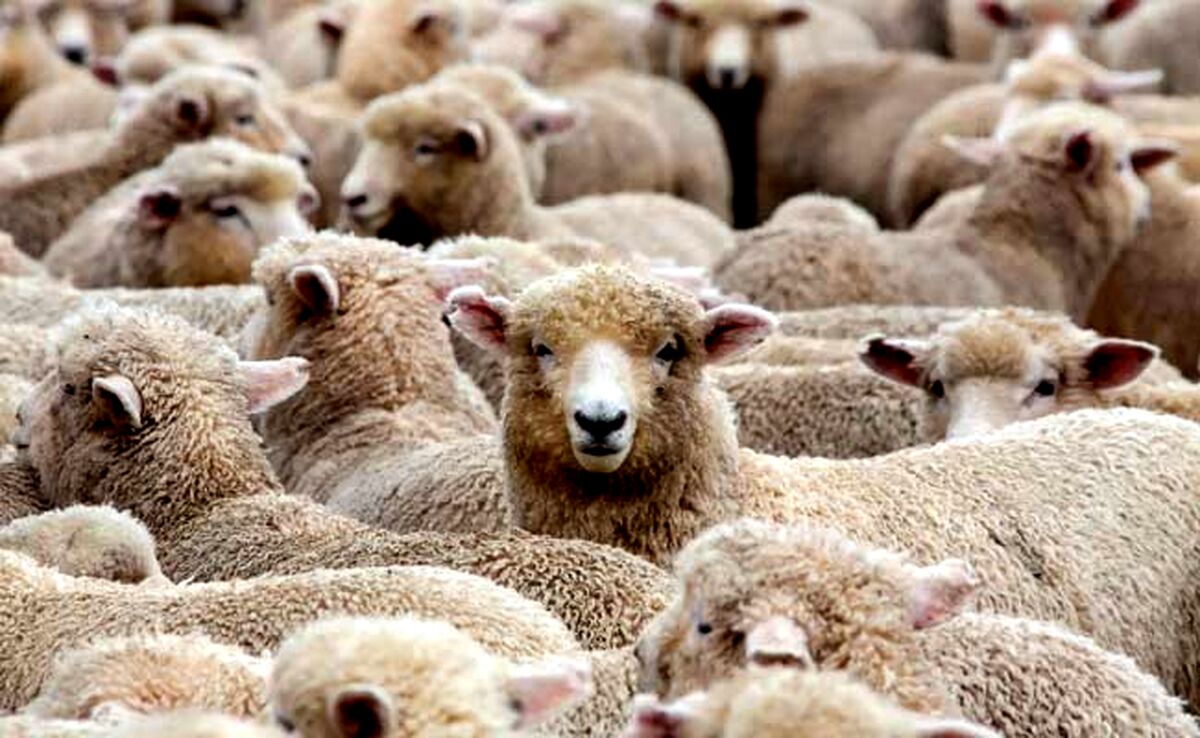 ‌دام سبک صنعتی، راه‌حلی برای تولید پایدار و اقتصادی‌

