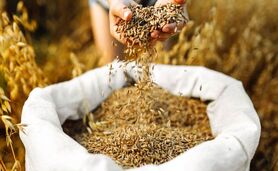 تحول مفهومی امنیت غذایی و حق غذا در ادبیات جهانی فائو


