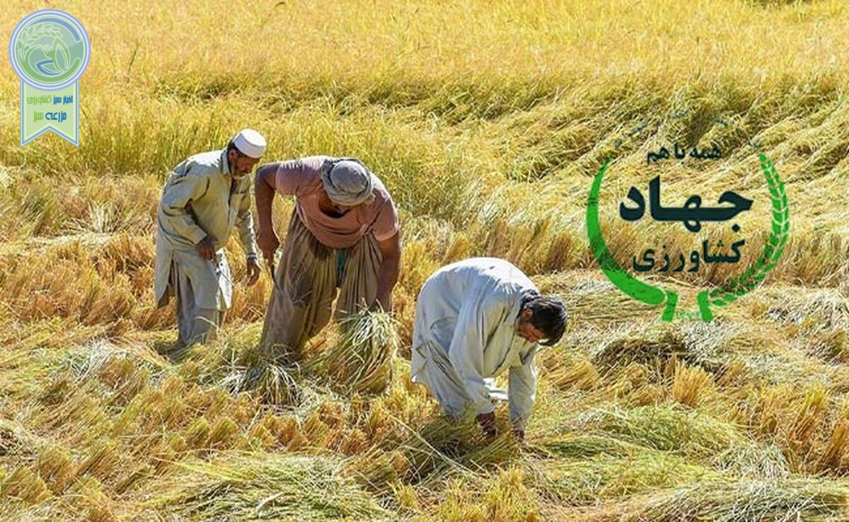جهاد کشاورزی در آستانه انتخابات

