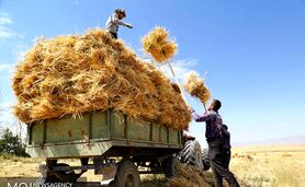 برخلاف ادعای وزیر، مطالبات گندمکاران پرداخت نشده است


