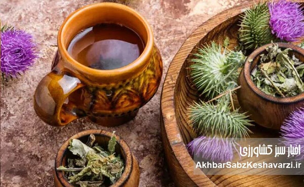 گیاهان مهم دارویی و کاربرد آنها