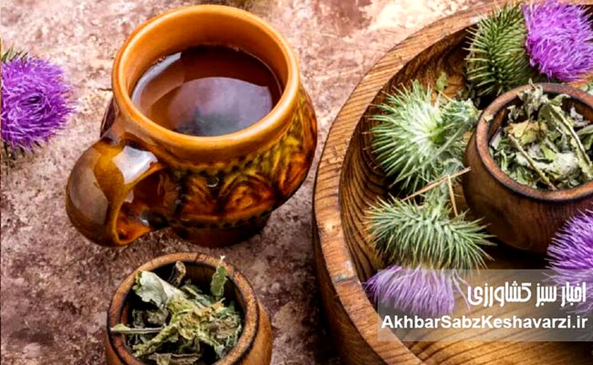 گیاهان مهم دارویی و کاربرد آنها