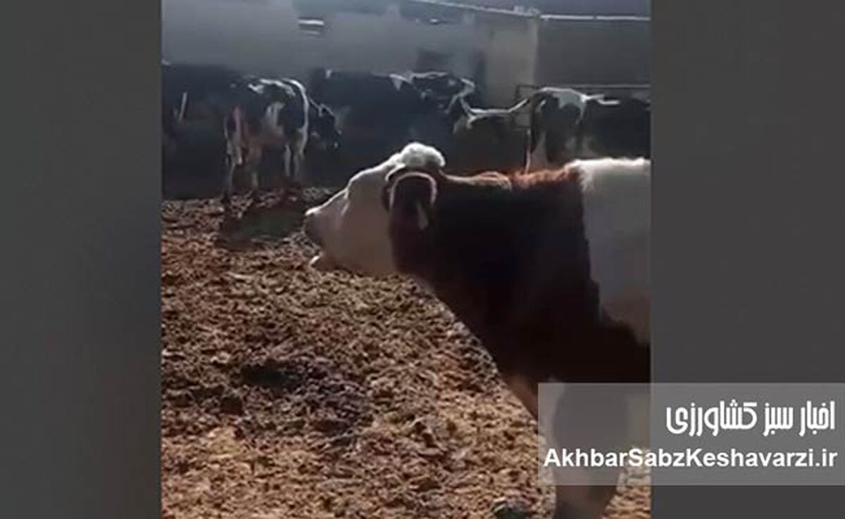فاجعه تب برفکی در گاوداری‌ها؛ فریاد دامداران از بی‌پاسخی وزیر جهاد کشاورزی+ ویدئو