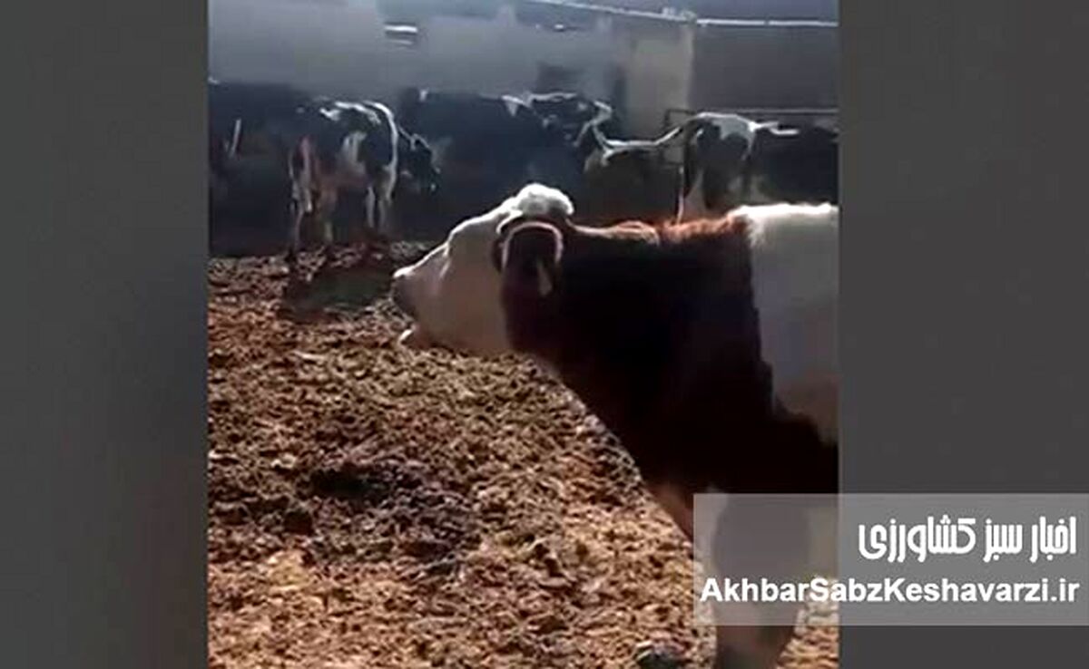 فاجعه تب برفکی در گاوداری‌ها؛ فریاد دامداران از بی‌پاسخی وزیر جهاد کشاورزی+ ویدئو