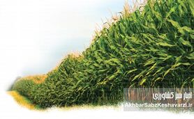 راهنمای جامع کشت ذرت: چگونه گرما می‌تواند به محصول شما آسیب بزند؟
