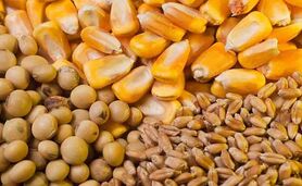 قیمت نهاده های دامی و محصولات کشاورزی ۳۰ بهمن ۱۴۰۳+ جدول

