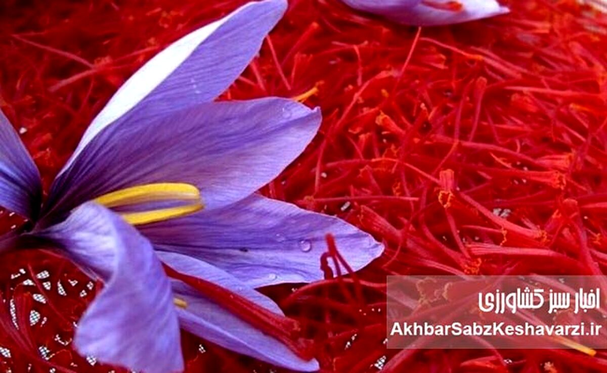 قطعی اینترنت چگونه بازار زعفران ایران را از رقبا عقب انداخت؟

