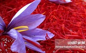 قطعی اینترنت چگونه بازار زعفران ایران را از رقبا عقب انداخت؟

