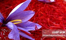 قطعی اینترنت چگونه بازار زعفران ایران را از رقبا عقب انداخت؟

