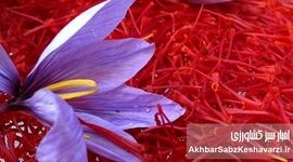 قطعی اینترنت چگونه بازار زعفران ایران را از رقبا عقب انداخت؟

