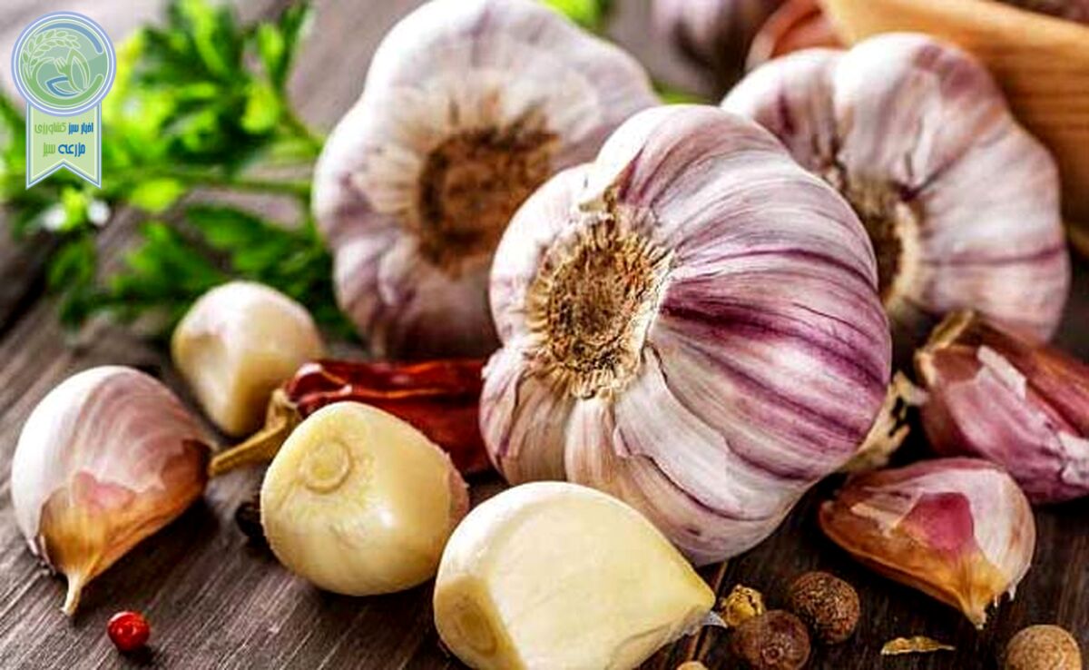 آشنایی با مواد مؤثره و خواص گیاه دارویی سیر
