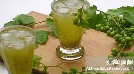 نوشیدنی محبوب گیلانی‌ها که عطش تابستان را یک‌باره می‌بَرَد


