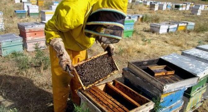 استراتژی‌های مدیریت کندو برای عبور موفق از فصل سرما