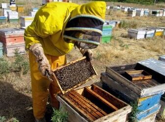 استراتژی‌های مدیریت کندو برای عبور موفق از فصل سرما