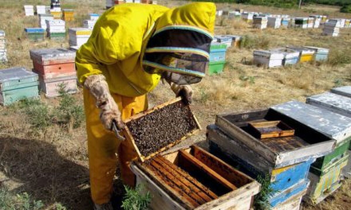 استراتژی‌های مدیریت کندو برای عبور موفق از فصل سرما