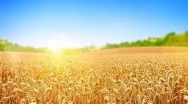 هشدار جدی نسبت به خروج گندم از چرخه خرید تضمینی / مطالبات گندم‌کاران همچنان «صفر» است